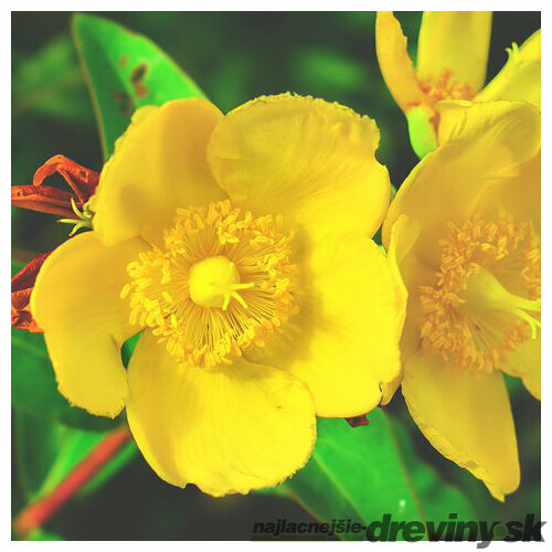 Ľubovník Hidcote, 30/+cm, v črepníku 2l Hypericum Hidcote