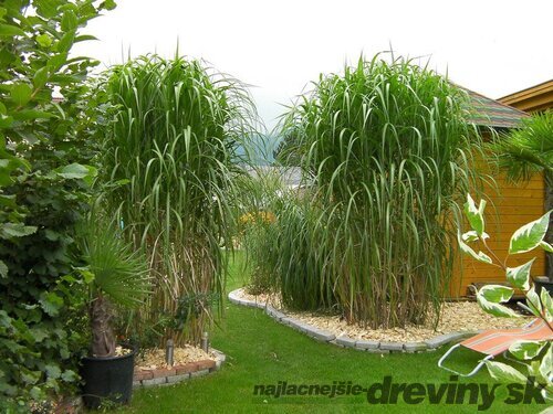 Luxusná ozdobnica obrovská, výška 40/60 cm, v črepníku 3l Miscanthus giganteus