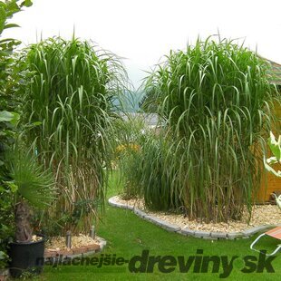 Luxusná ozdobnica obrovská, výška 40/60 cm, v črepníku 3l Miscanthus giganteus