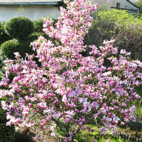 Magnólia Betty, výška 80/100 cm, v črepníku 5l Magnolia Betty