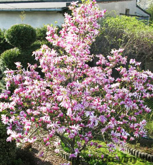 Magnólia Betty, výška 80/100 cm, v črepníku 5l Magnolia Betty