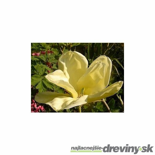 Magnólia Elizabeth, výška 80/100 cm, v črepníku 5l Magnolia Elizabeth