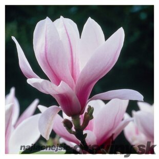 Magnólia Soulangeana 40/60 cm, v črepníku Magnolia Soulangeana