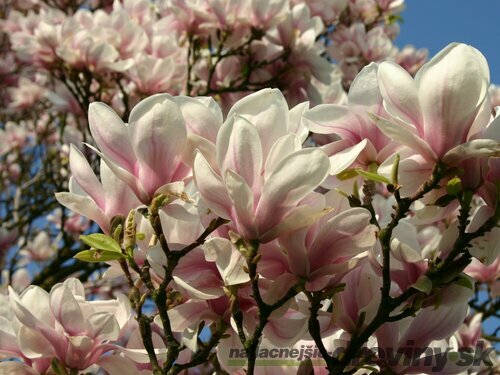 Magnólia Soulangeana, výška 100/120 cm, v črepníku 10l Magnolia soulangeana