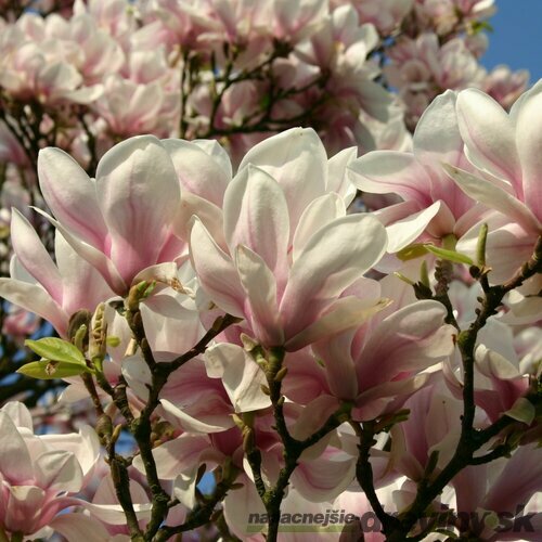 Magnólia Soulangeana, výška 100/120 cm, v črepníku 10l Magnolia soulangeana