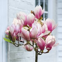 Magnólia Susan, na kmienku 80 cm, v črepníku 7,5l Magnolia Susan