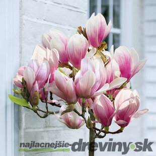 Magnólia Susan, na kmienku 80 cm, v črepníku 7,5l Magnolia Susan