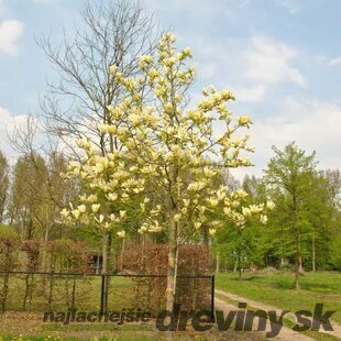 Magnólia Yellow lantern, výška 120/150 cm, v črepníku Magnolia Yellow lantern