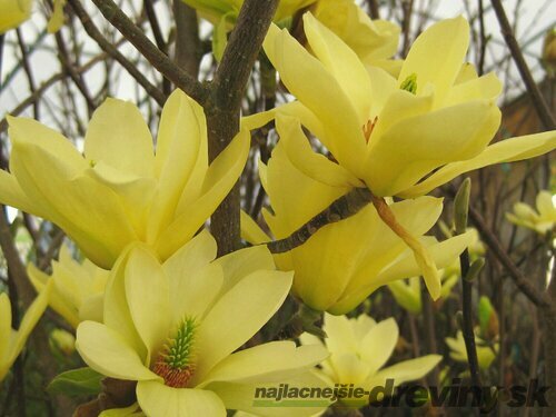 Magnólia Yellow Lantern, výška 60/80 cm, v črepníku Magnolia Yellow Lantern