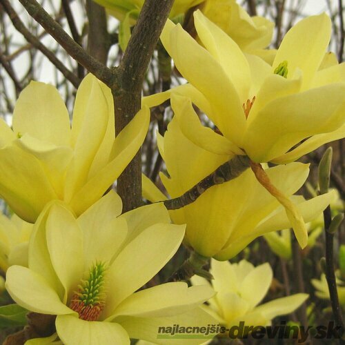 Magnólia Yellow Lantern, výška 60/80 cm, v črepníku Magnolia Yellow Lantern