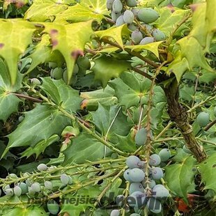 Mahónia japonská, výška 30/40 cm, v črepníku 5l Mahonia japonica