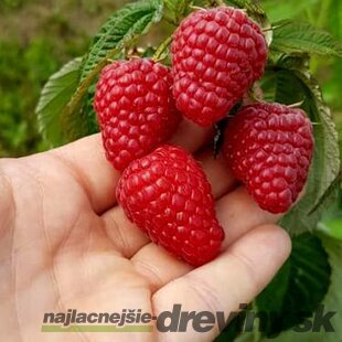 Malina červená ´DELNIWA´ (2x rodiaca), v črepníku P11 Rubus ideaus ‘Delniwa‘