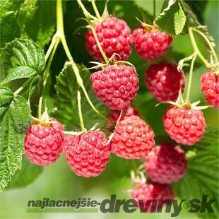 Malina červená stálorodiaca POLANA, voľnokorenná Rubus idaeus POLANA