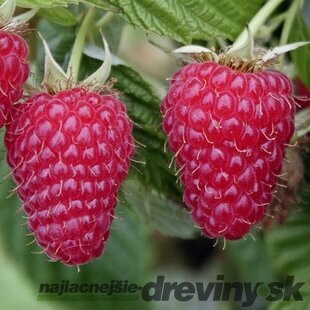 Malina červená ‘TULAMEEN‘, v črepníku P11 Rubus idaeus ‘Tulameen‘