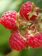 Malina červená ´WILLAMETTE´ (veľkoplodá), v črepníku P11 Rubus idaeus Willamette