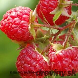 Malina červená ´WILLAMETTE´ (veľkoplodá), v črepníku P11 Rubus idaeus Willamette