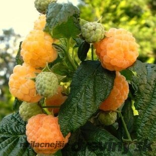 Malina žltá ‘Poranna Rosa‘, voľnokorenná Rubus idaeus ‘Poranna Rosa‘