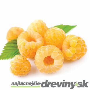 Malina žltá supersladká Golden Queen, výška 20/50 cm, v črepníku 2l Rubus idaeus Golden Queen