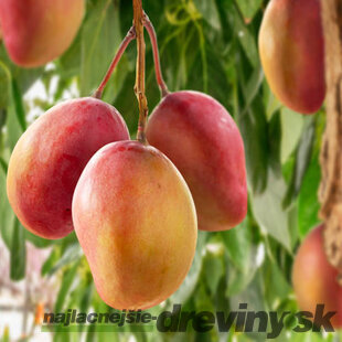 Mangovník indický ovocie mango 60/80 cm v črepníku Mangifera indica