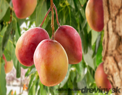 Mangovník indický ovocie mango 60/80 cm v črepníku Mangifera indica