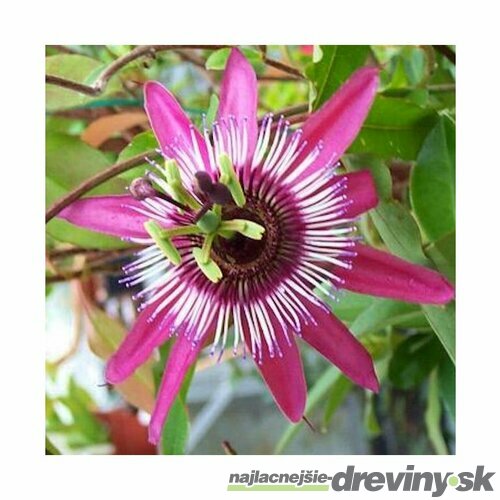 Marakuja (Mučenka belasá) California Beach, výška 40/60 cm, v črepníku Passiflora caeruela California Beach