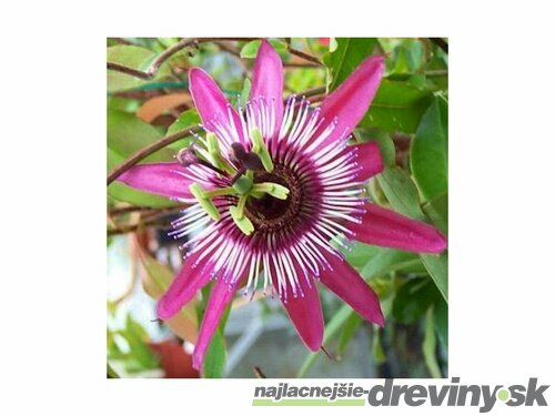 Marakuja (Mučenka belasá) California Beach, výška 40/60 cm, v črepníku Passiflora caeruela California Beach