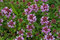 Materina dúška vajcovitá Splendens, v črepníku Thymus pulegioides Splendens