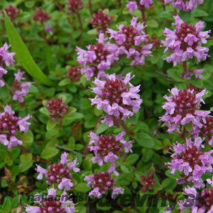 Materina dúška vajcovitá Splendens, v črepníku Thymus pulegioides Splendens