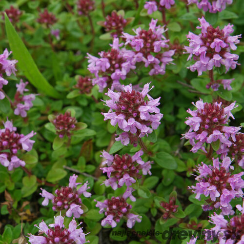 Materina dúška vajcovitá Splendens, v črepníku Thymus pulegioides Splendens