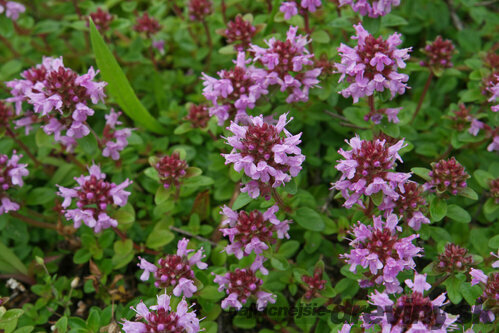 Materina dúška vajcovitá Splendens, v črepníku Thymus pulegioides Splendens