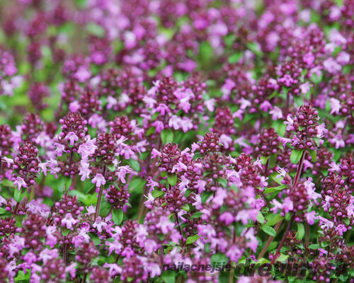 Materina dúška včasná Pink Chintz, v črepníku Thymus praecox Pink Chintz