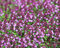 Materina dúška včasná Pink Chintz, v črepníku Thymus praecox Pink Chintz