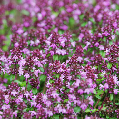 Materina dúška včasná Pink Chintz, v črepníku Thymus praecox Pink Chintz