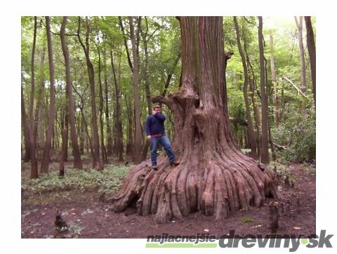 Metasekvoja čínska (praveký mamutí strom) 180/220 cm, v črepníku Metasequoia glyptostroboides