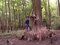 Metasekvoja čínska (praveký mamutí strom) 180/220 cm, v črepníku Metasequoia glyptostroboides