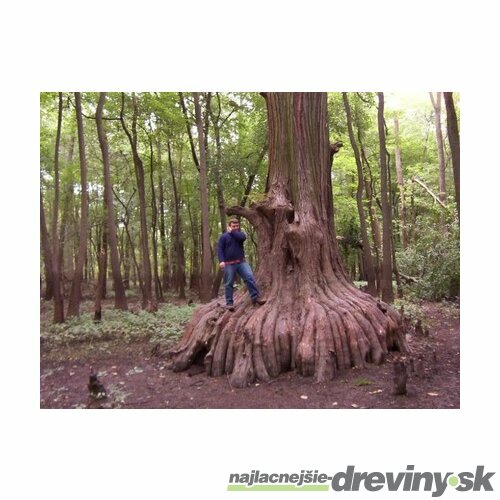 Metasekvoja čínska (praveký mamutí strom) 180/220 cm, v črepníku Metasequoia glyptostroboides