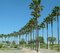 Mexická palma (Washingtonia Robusta), výška 50/70 cm, v kvetináči Washingtonia Robusta