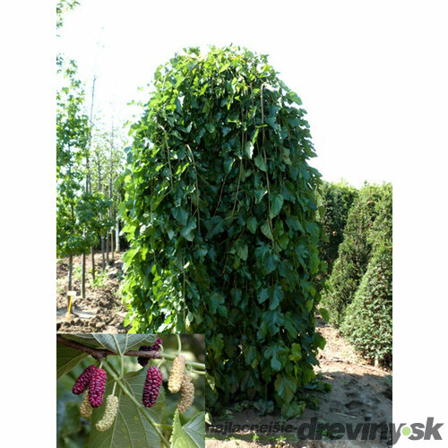 Moruša biela pendula 140/150 cm, v črepníku Morus alba