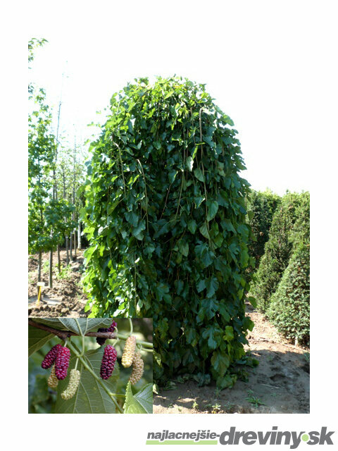 Moruša biela pendula 140/150 cm, v črepníku Morus alba