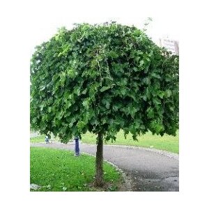 Moruša biela pendula na kmienku 180/200 cm, v črepníku Morus alba pendula