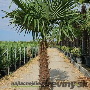 Mrazuvzdorná palma Chamaerops Excelsa, na kmienku 100/120 cm, celková výška 220/250 cm, v črepníku 45l Trachycarpus fortunei