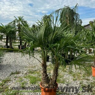 Mrazuvzdorná palma, dvojkmenná, kmienok 50/60 cm, celková výška 180/200 cm, v črepníku Chamaerops Humillis