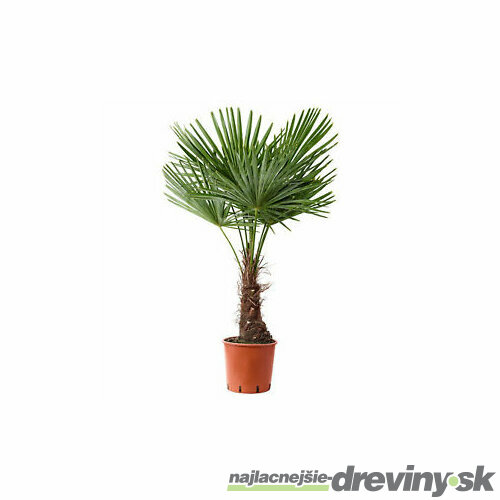 Mrazuvzdorná palma, výška 20/40 cm, v črepníku Trachycarpus fortunei