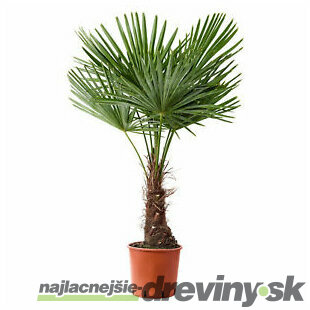 Mrazuvzdorná palma, výška 20/40 cm, v črepníku Trachycarpus fortunei