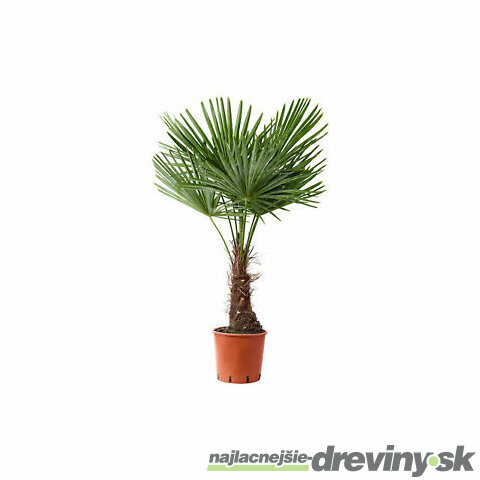 Mrazuvzdorná palma, výška 20/40 cm, v črepníku Trachycarpus fortunei