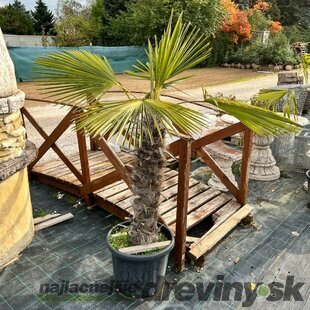 Mrazuvzdorná palma, výška 80/120 cm, v črepníku 10l Trachycarpus fortunei