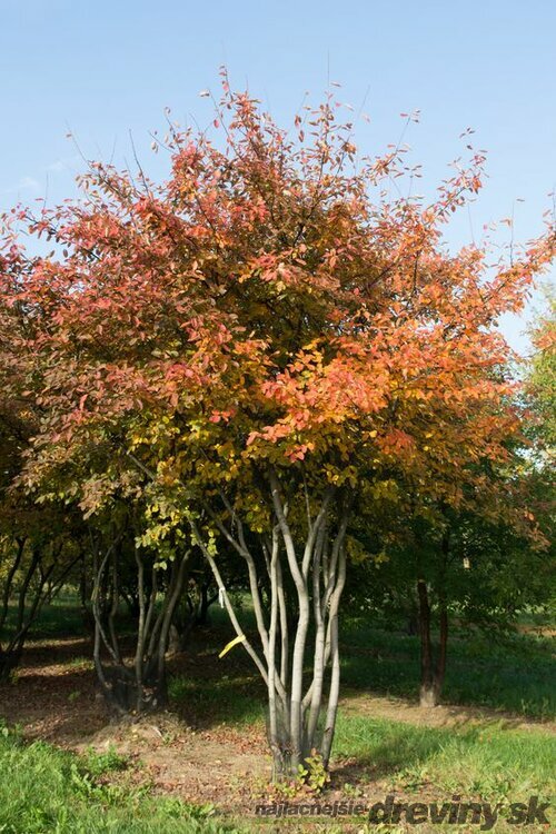 Muchovník (Amelanchier) lamarckov, výška 40/60 cm, v črepníku Amelanchier lamarckii