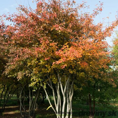 Muchovník (Amelanchier) lamarckov, výška 40/60 cm, v črepníku Amelanchier lamarckii