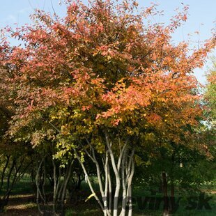 Muchovník (Amelanchier) lamarckov, výška 40/60 cm, v črepníku Amelanchier lamarckii