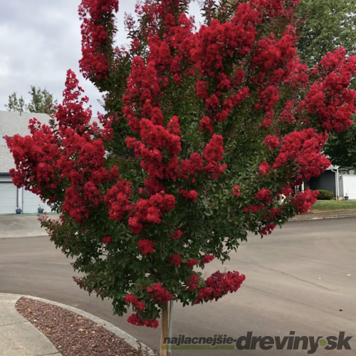 Myrta krepová červená 20/40 cm, v črepníku Lagerstroemia indica